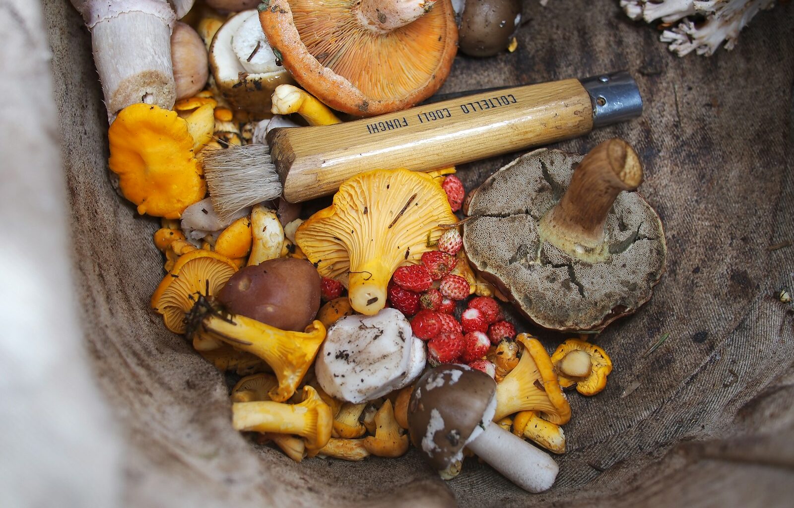 variety of shrooms