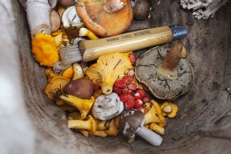 variety of shrooms