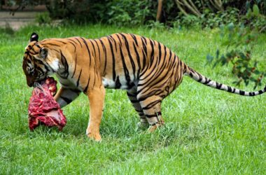 brow and black tiger close-up photography