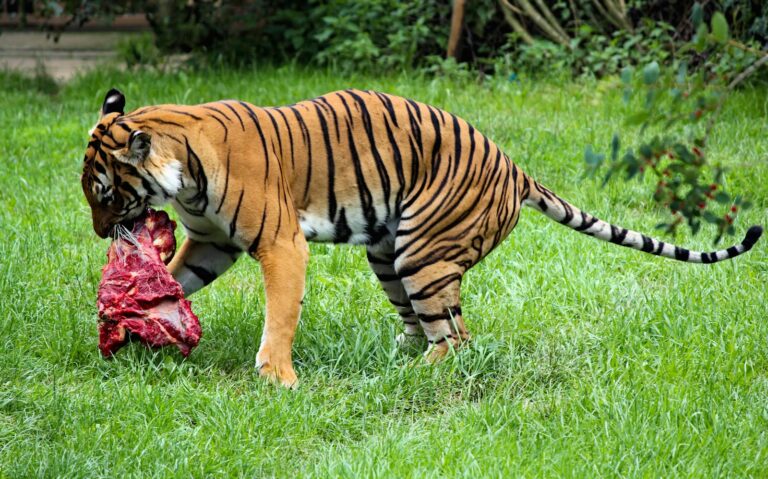 brow and black tiger close-up photography
