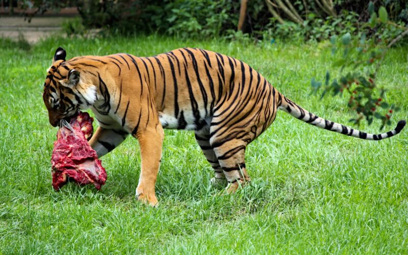 brow and black tiger close-up photography