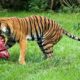 brow and black tiger close-up photography