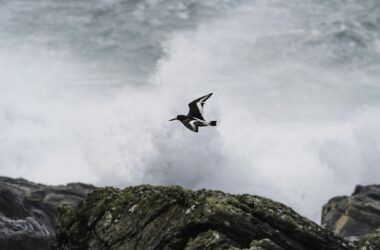 Kitesurfing: między żywiołami