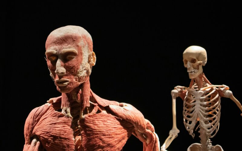 Lekcja anatomii