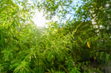 Marihuana: co w trawie piszczy?