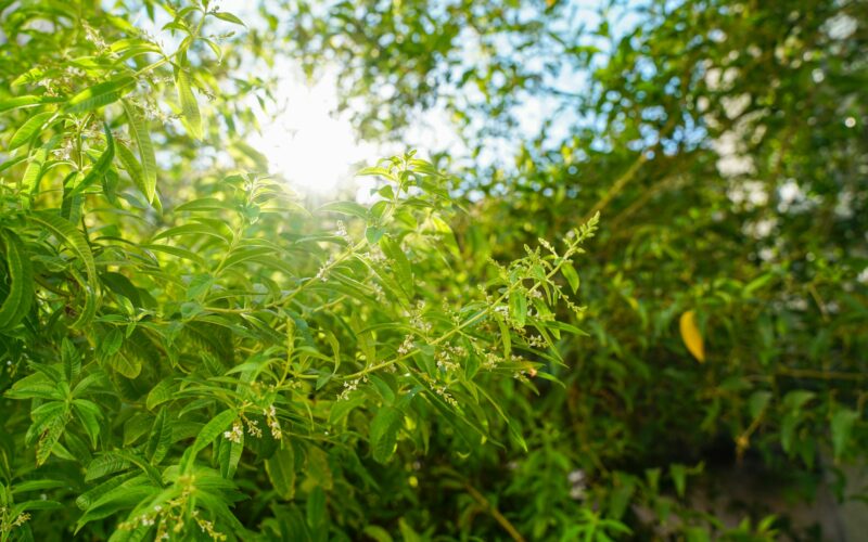 Marihuana: co w trawie piszczy?
