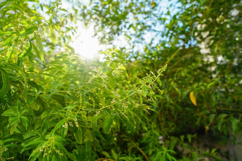 Marihuana: co w trawie piszczy? 5 Marihuana: co w trawie piszczy?