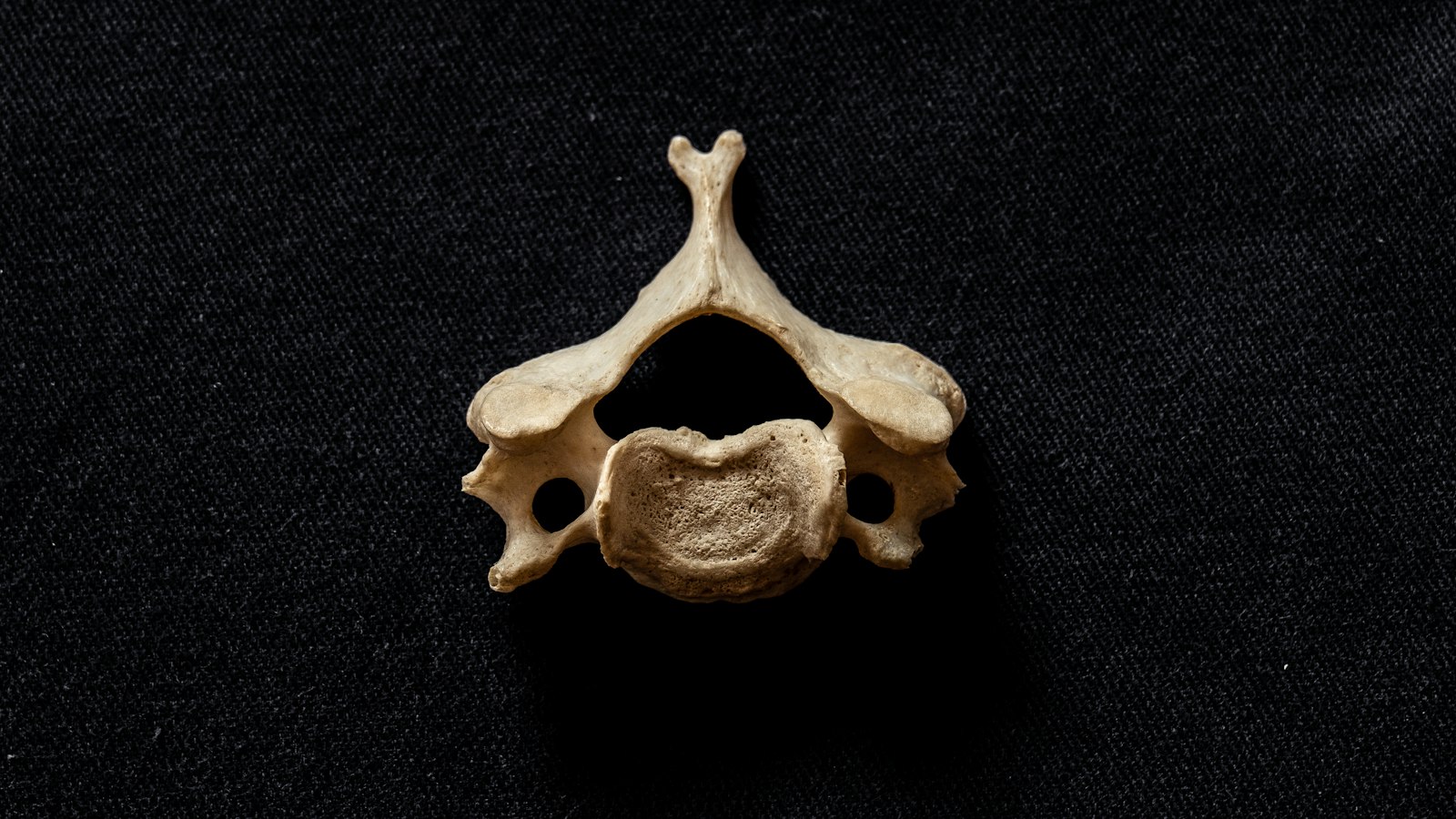 Anatomiczny model ludzkiej miednicy